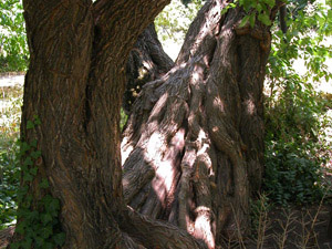 Vivers Càrex - Maclura pomifera